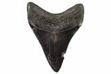 Serrated, Fossil Megalodon Tooth - With Pyrite #108858-2